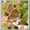 Polyommatus icarus - Hauhechelblaeuling w02.jpg